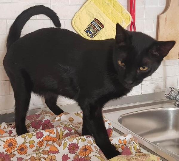 Geii (Panterone) Dolcissimo Coccolone